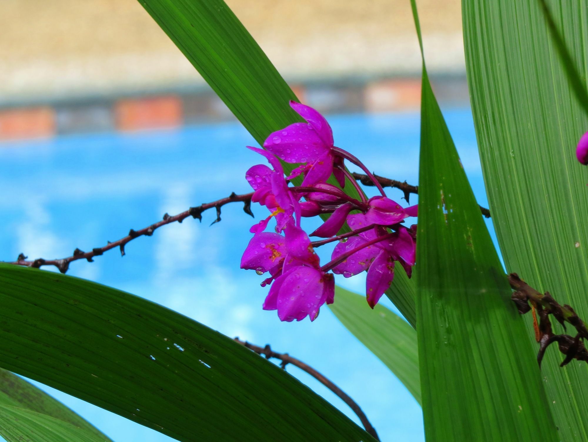 Hotel Vagabondo La Fortuna Екстер'єр фото